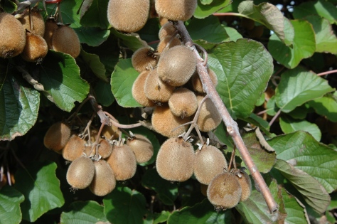 plantation du kiwi