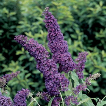 BUDDAPUREM_1