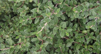 COTOSAPHGR_1