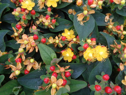 HYPERICUM inodorum MAGICAL® RED FAME ‘Kolmaref’ - Arbustes persistants