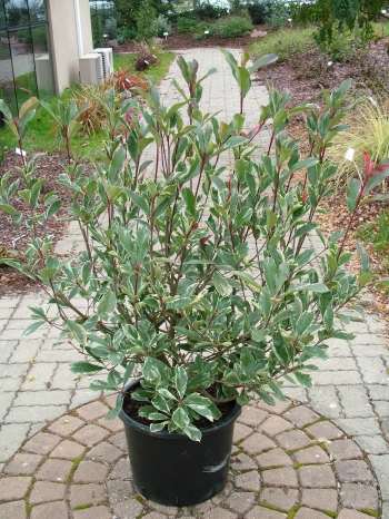 André Briant The European Specialist Of Ornamental Young Plants Phofrpinma 2 3 4