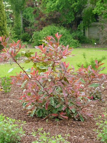 André Briant The European Specialist Of Ornamental Young Plants Phofrpinma 2 3 4