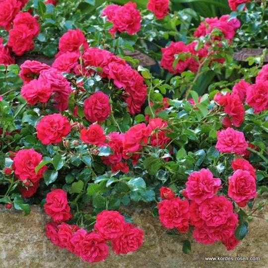 ROSA X TOSCANA 'Korstesgli' Rosiers