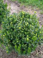 BUXSECLOCH_1