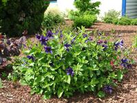 CLEMSAPHIN_1