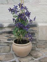 CLEMSAPHIN_2