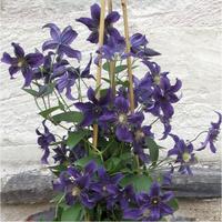 CLEMSAPHIN_3