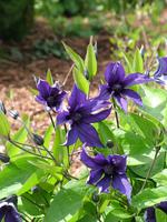 CLEMSAPHIN_4