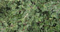 COTOSAPHGR_1