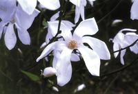MAGKEWADME_1