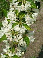WEIGMILKHO_1