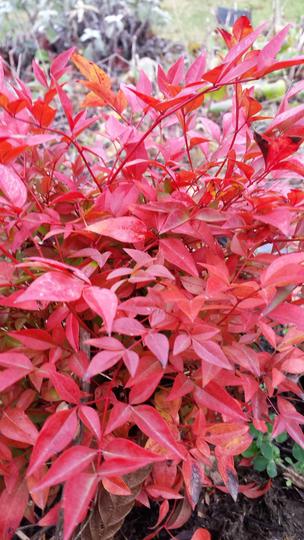 Andre Briant The European Specialist Of Ornamental Young Plants Welcome Variety Range Access To Varieties Evergreen Shrubs