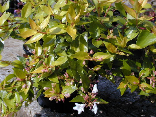 Andre Briant The European Specialist Of Ornamental Young Plants Welcome Variety Range Access To Varieties Evergreen Shrubs