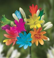 Agapanthe multicolore