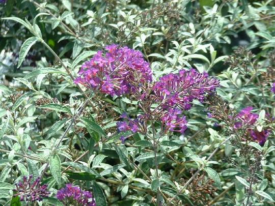 Andre Briant The European Specialist Of Ornamental Young Plants Welcome Variety Range Access To Varieties Evergreen Shrubs