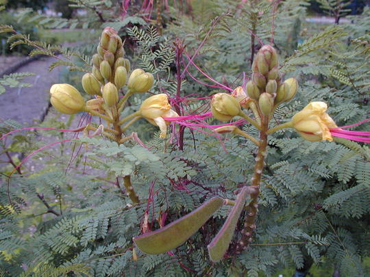 Caesalpinia Gilliesii