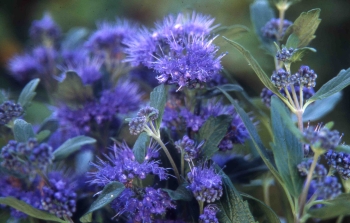 Caryopteris clandonensis 'Grand Blue/Barbe-bleue, Spirée bleue 'Grand Carclgrabl_3__003784000_1207_01022011