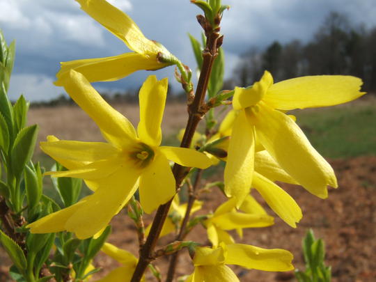 Forsythia Intermedia Spectabilis