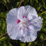 Hibiscus CHINA CHIFFON 'Bricutts'