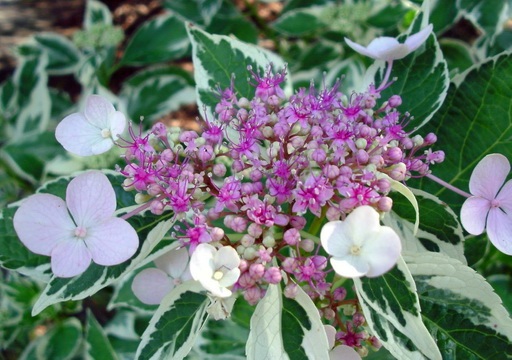 Image of Hydrangea macrophylla tricolor 2