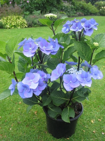 Image of Hydrangea macrophylla zorro bush in pot