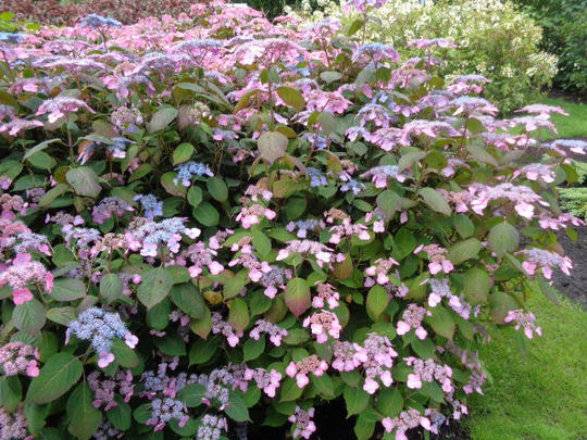 Image of Hydrangea serrata Veerle