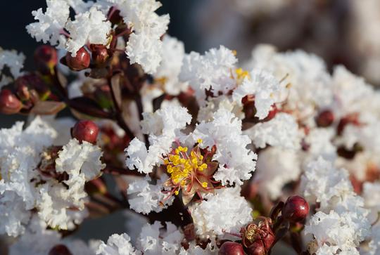 LAGERSTROEMIA indica BLACK SOLITAIRE® 'Pure White' - Plantes de climat doux