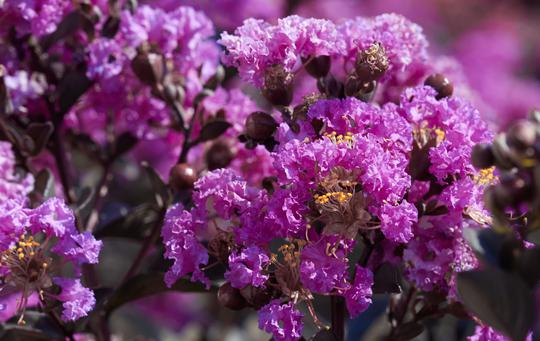 LAGERSTROEMIA indica BLACK SOLITAIRE® 'Purely Purple' - Plantes de climat  doux
