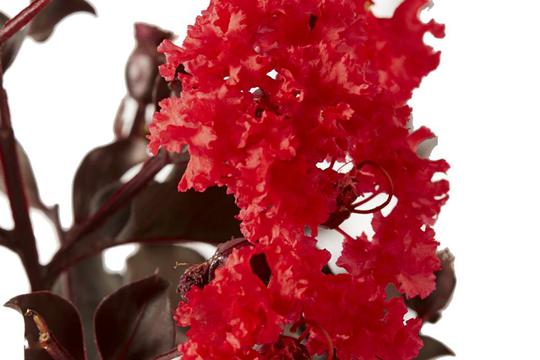 LAGERSTROEMIA indica BLACK SOLITAIRE® 'Red Hot'