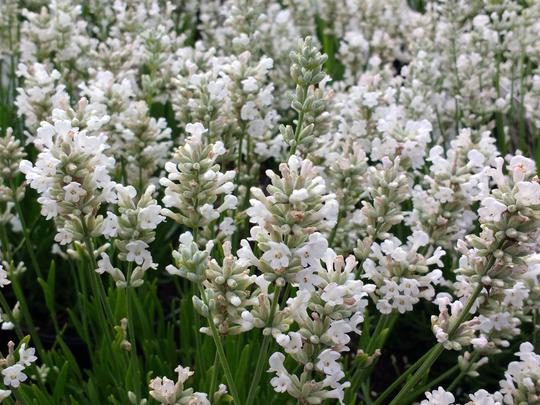 Paquet x 6 blanc lavande angustifolia 'EDELWEISS' vivace à fleurs