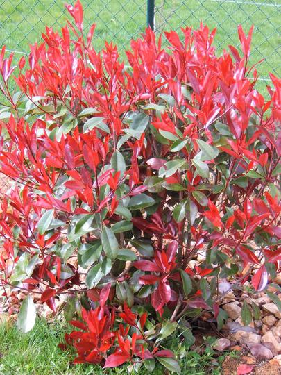 Photinia Fraseri Frasery Serrulata Red Flower Tipluohu 100 graines 