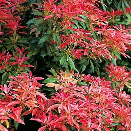 Pieris Forest Flame : Hauteur 60/80 cm conteneur de 20 litres