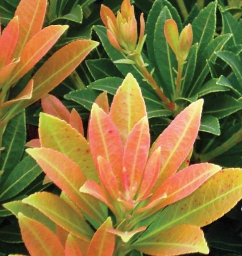 Pieris Japonica Sarabande
