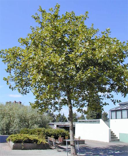 platanus Acerifolia Platane à Feuilles Dérable 