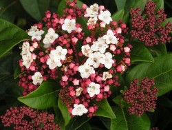 Andre Briant The European Specialist Of Ornamental Young Plants Welcome Variety Range Access To Varieties Evergreen Shrubs